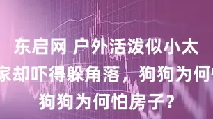 东启网 户外活泼似小太阳，回家却吓得躲角落，狗狗为何怕房子？